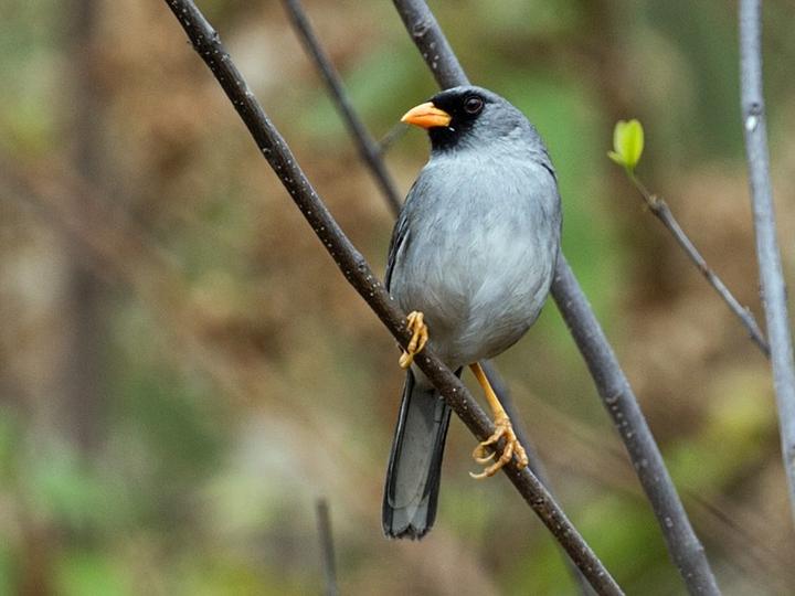 Grey-winged Inca Finch