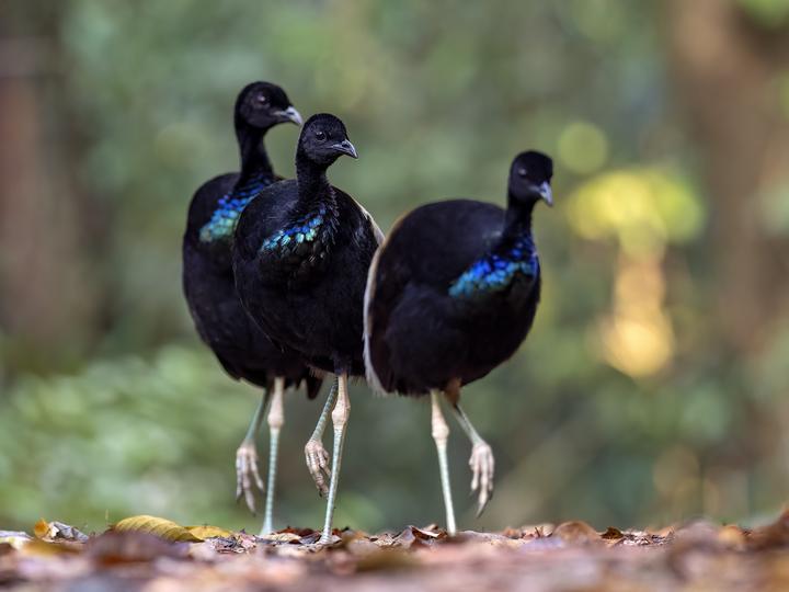 Grey-winged Trumpeter