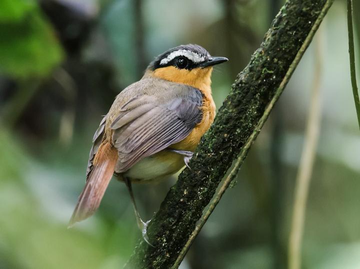 Grey-winged Robin-Chat
