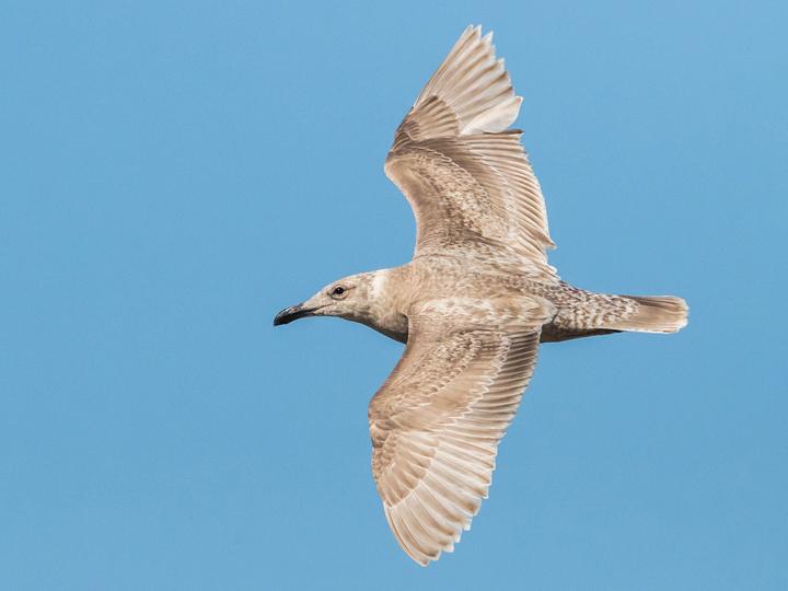 Glaucous-winged Gull