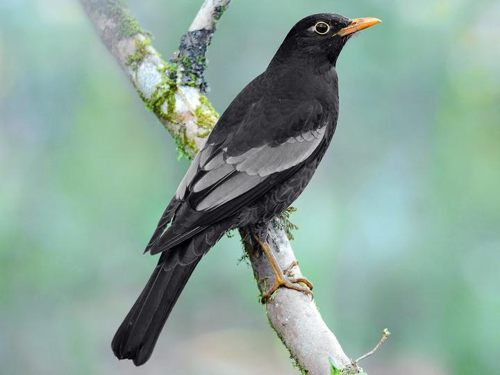 Grey-winged Blackbird