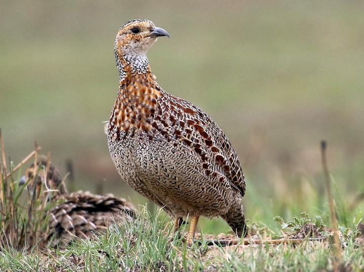 Grey-winged Francolin