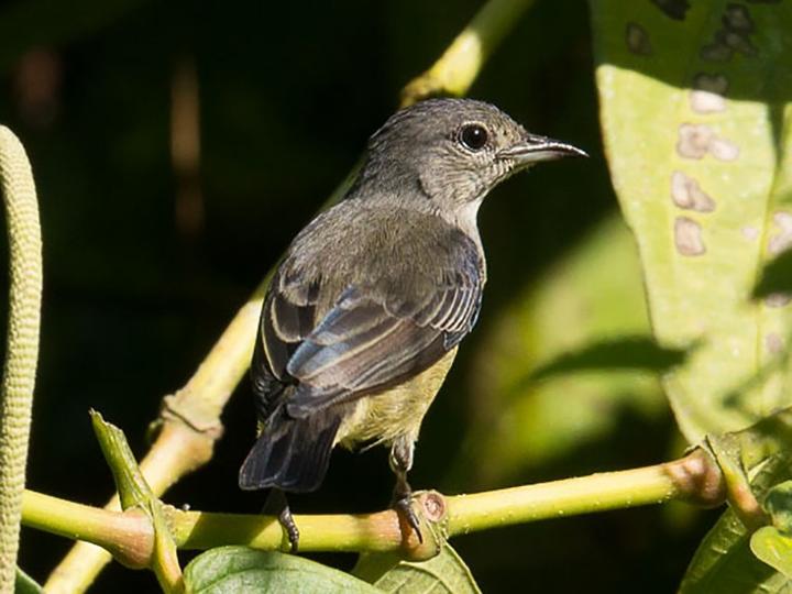 Grey-sided Flowerpecker