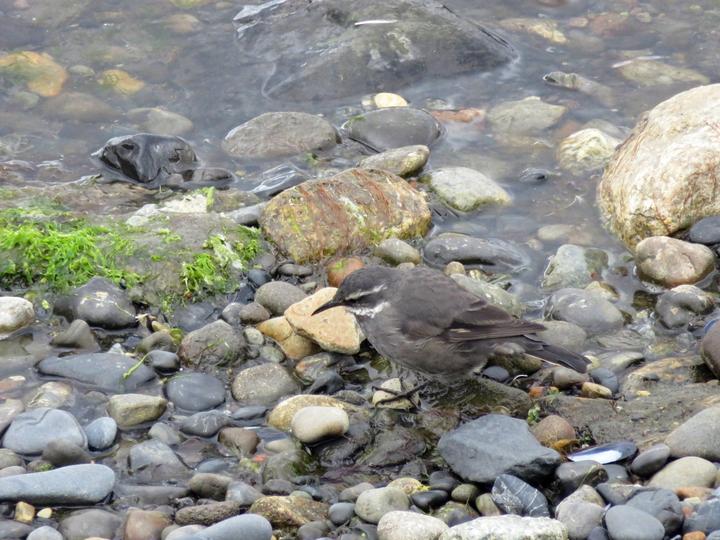 Grey-flanked Cinclodes