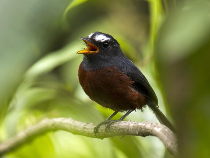 Slaty-backed Chat-Tyrant