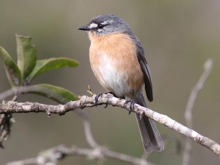 Grey-backed Tachuri