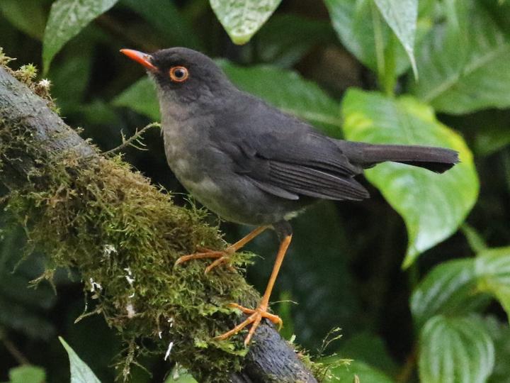 Slaty-backed Nightingale-Thrush