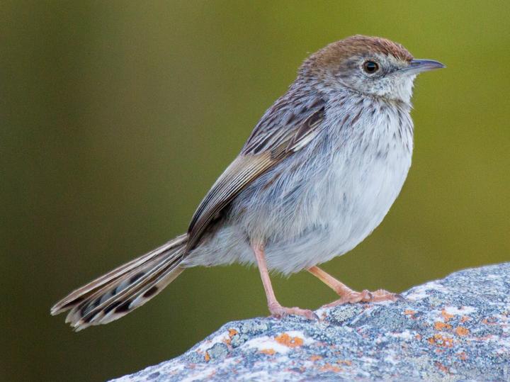 Grey-backed Cisticola