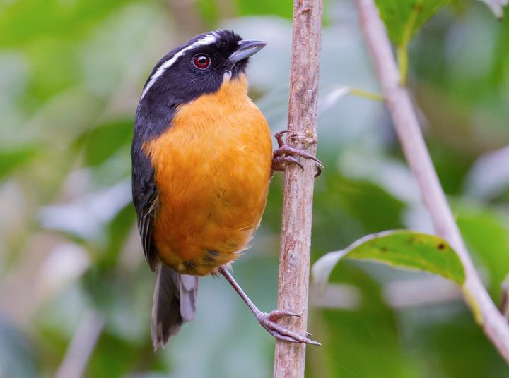 Slaty-backed Hemispingus