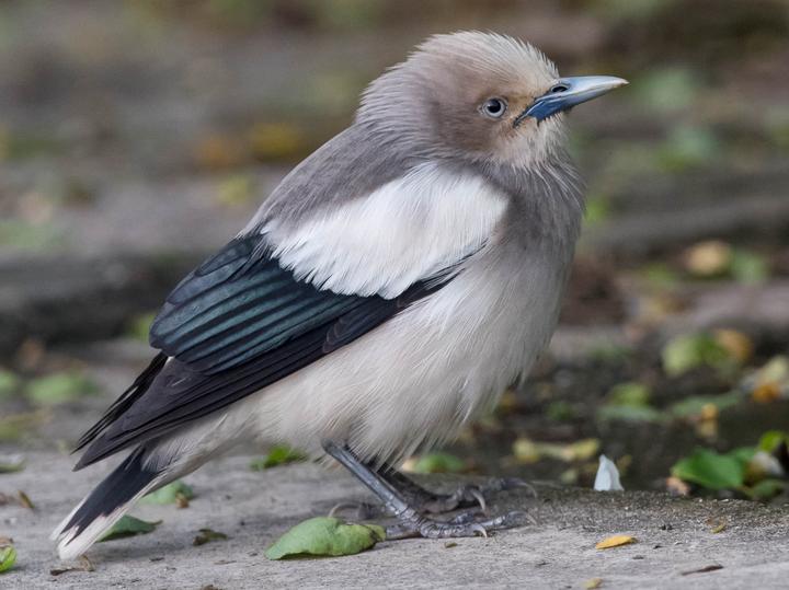 White-shouldered Starling