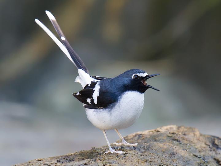 Slaty-backed Forktail