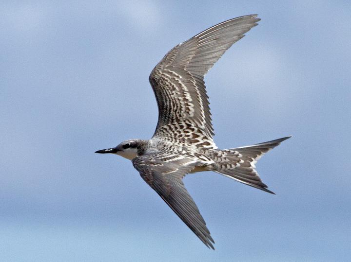 Spectacled Tern