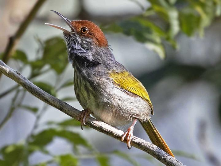 Grey-backed Tailorbird