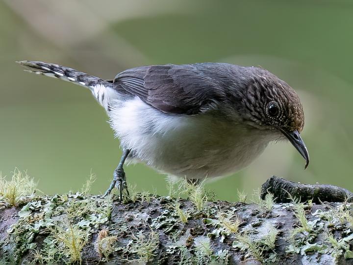 Grey-mantled Wren