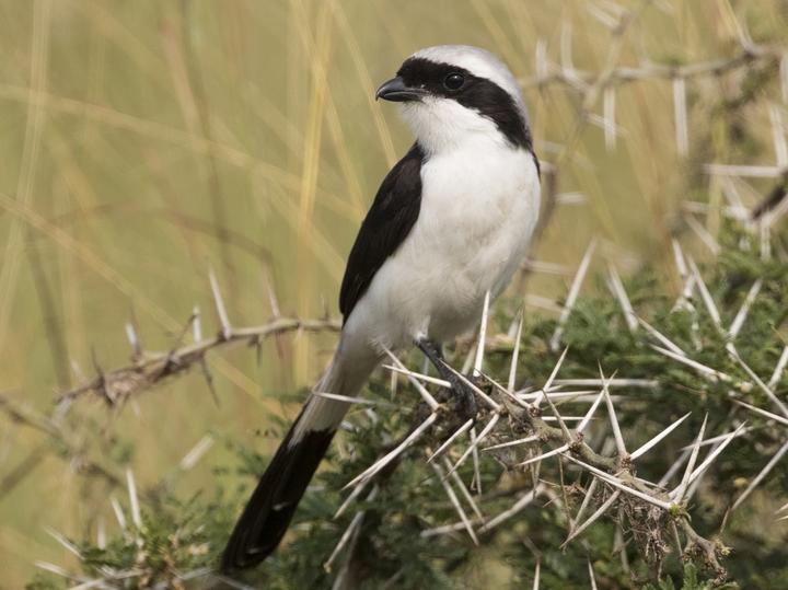 Grey-backed Fiscal