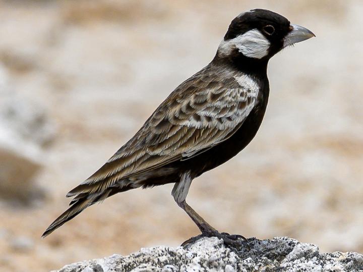 Grey-backed Sparrow-Lark