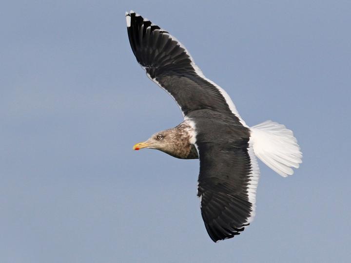 Slaty-backed Gull