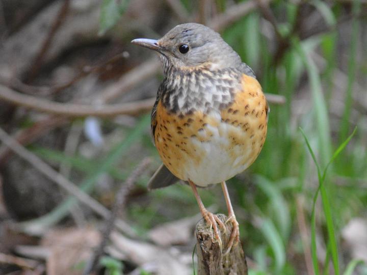 Grey-backed Thrush