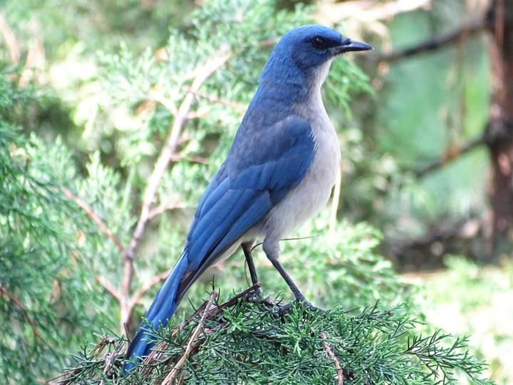Transvolcanic Jay