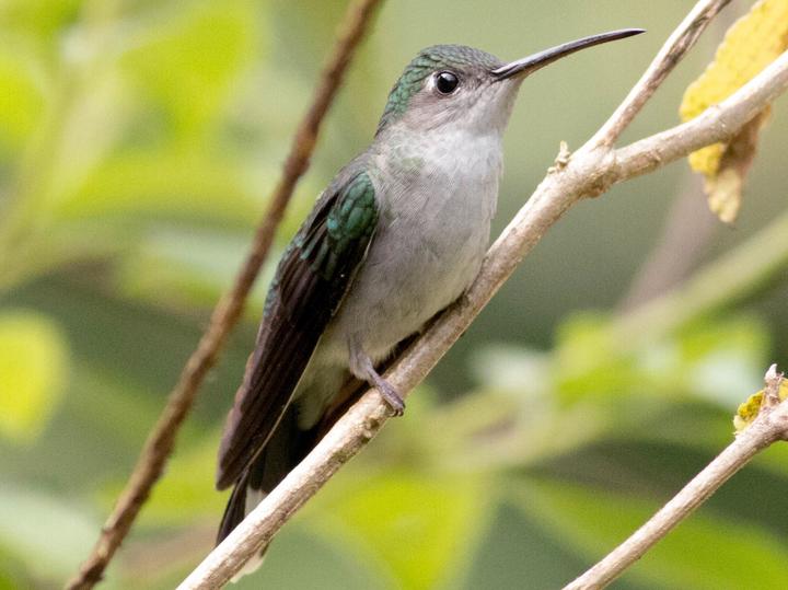 Grey-breasted Sabrewing