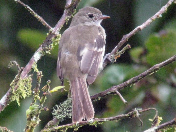 Coopmans's Elaenia