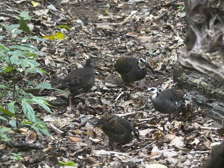 Grey-breasted Partridge