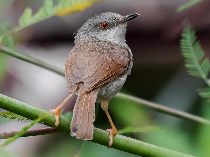 Grey-breasted Prinia
