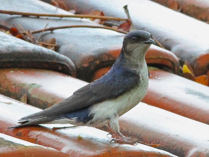 Grey-breasted Martin