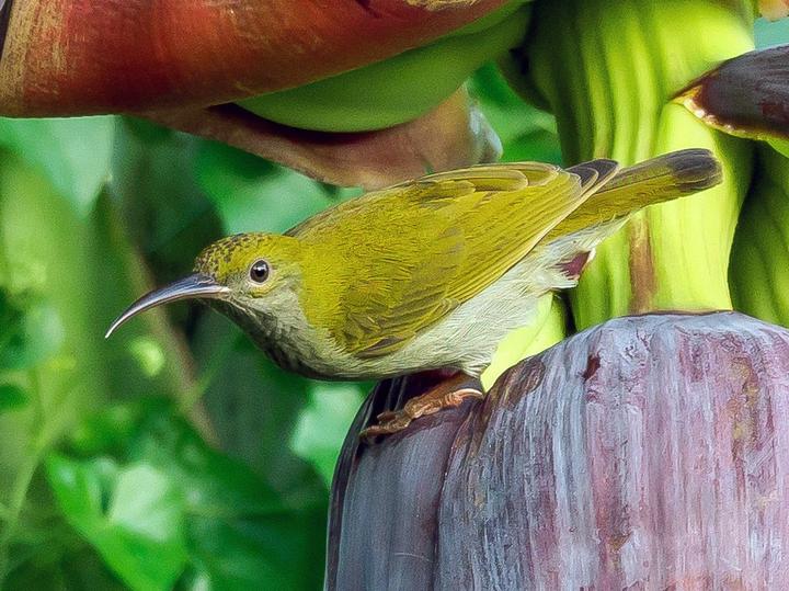 Grey-breasted Spiderhunter