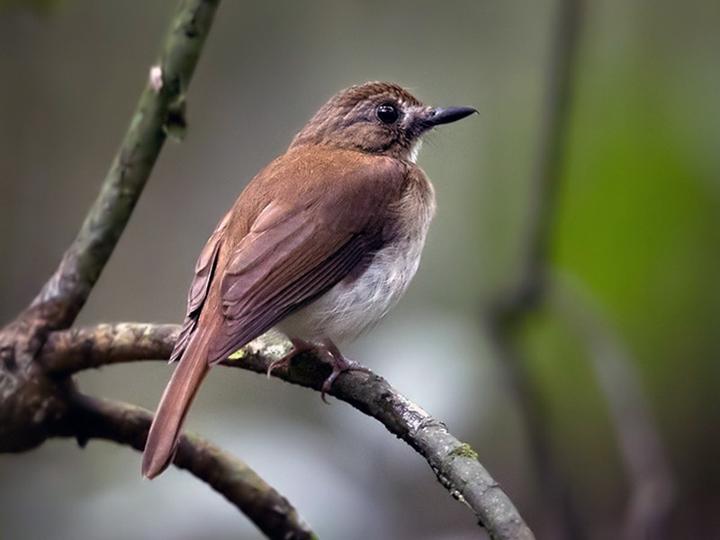 Grey-chested Jungle Flycatcher