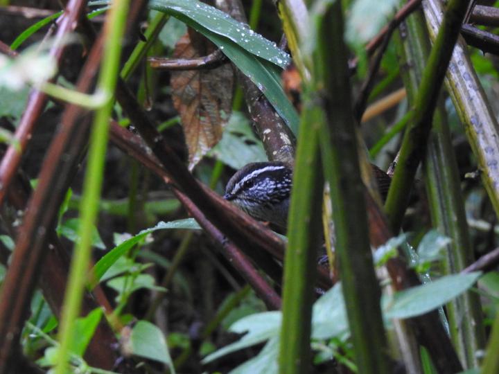 Grey-breasted Wood Wren