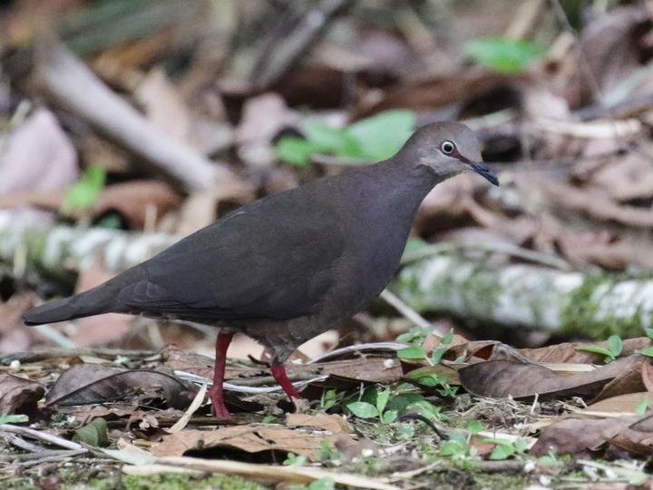 Grey-chested Dove