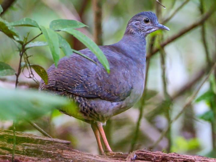 Slaty-breasted Tinamou