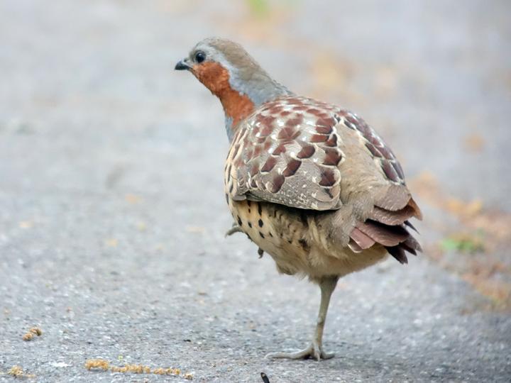 Chinese Bamboo Partridge