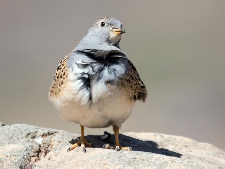 Grey-breasted Seedsnipe