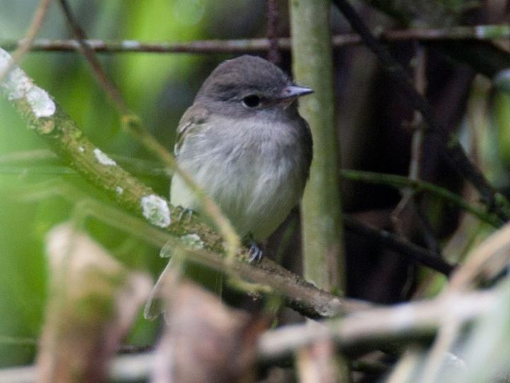 Grey-breasted Flycatcher