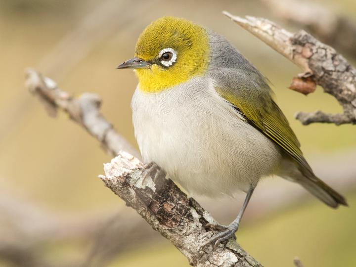 Silvereye