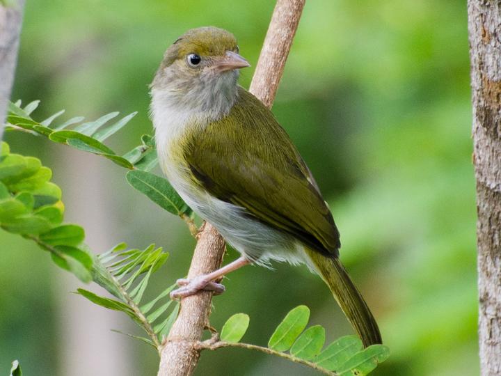 Grey-chested Greenlet