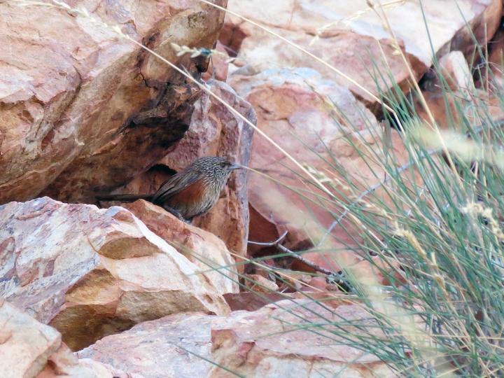 Kalkadoon Grasswren