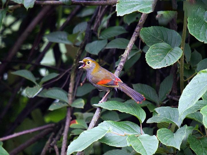 Emei Shan Liocichla