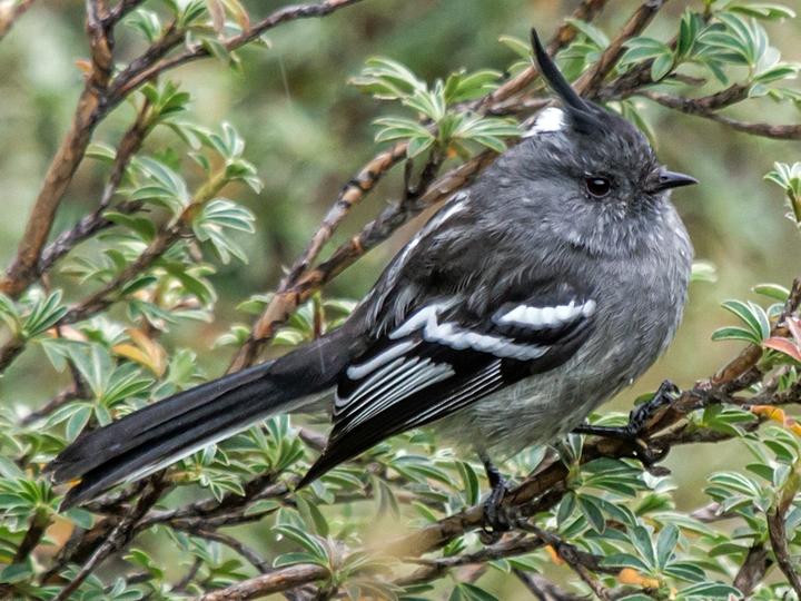 Ash-breasted Tit-Tyrant