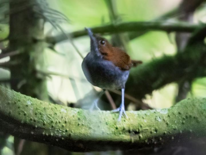 Grey-chested Babbler