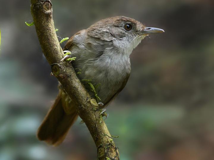 Tanzanian Illadopsis