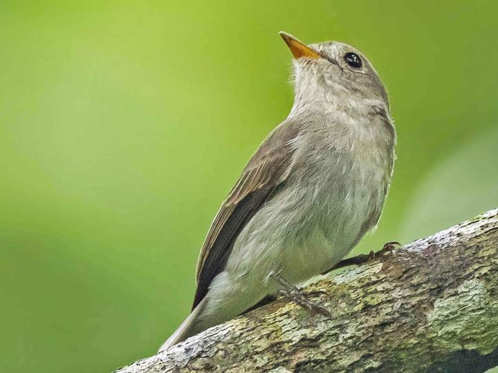 Ashy-breasted Flycatcher
