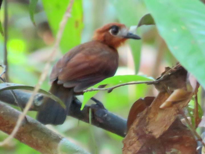 Pale-faced Bare-eye