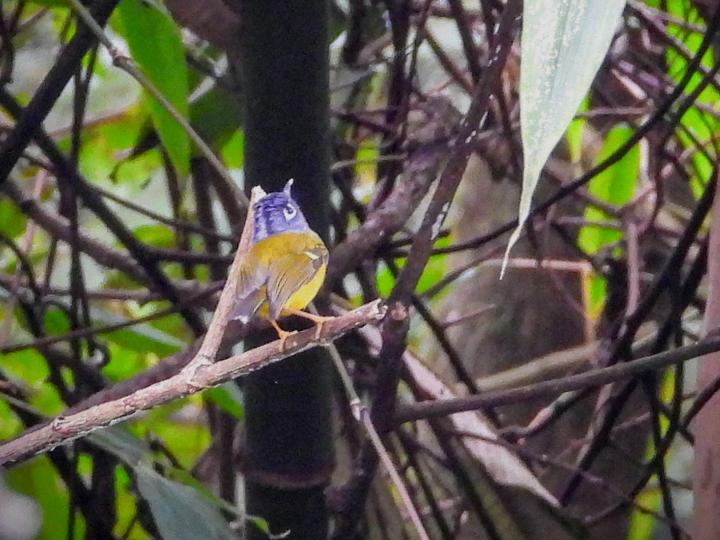 Grey-cheeked Warbler