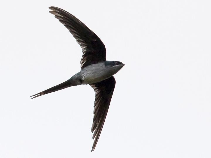 Grey-rumped Treeswift