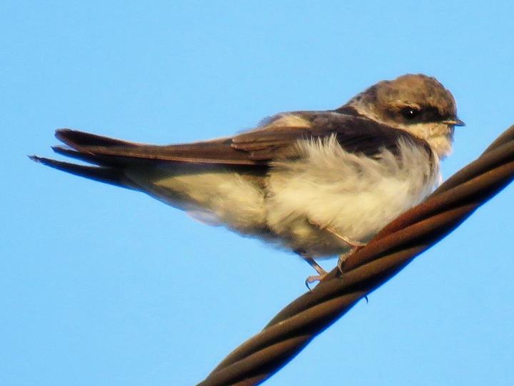 Grey-rumped Swallow