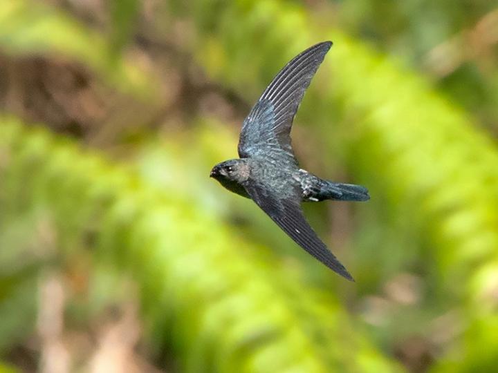 Grey-rumped Swiftlet