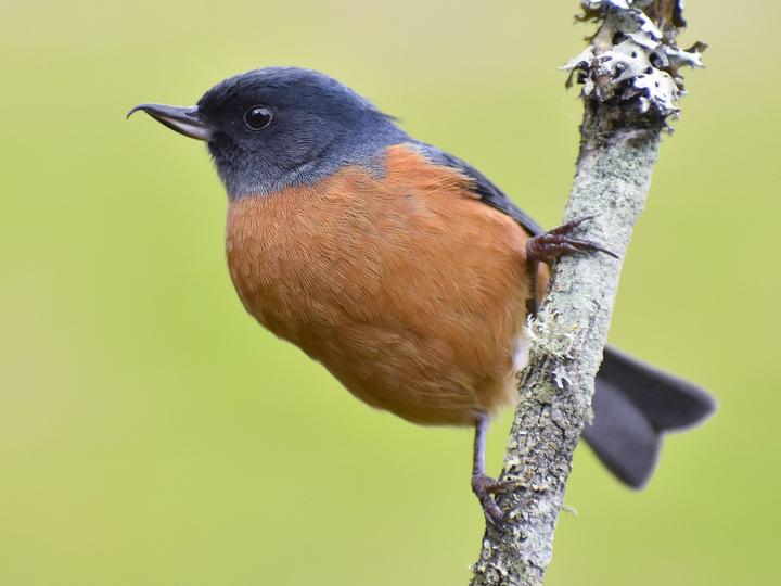 Cinnamon-bellied Flowerpiercer